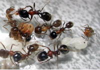 Messor denticulatus – простые в уходе красногрудые красавцы Messor denticulatus – простые в уходе красногрудые красавцы