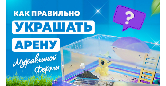 Чем можно и чем нельзя украшать арену формикария