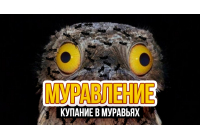 Муравьиные ванны – гигиена прежде всего
