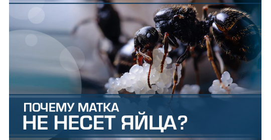 Матка отказывается нести яйца – каприз или призыв о помощи?