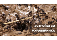 Муравьиный домик: устройство муравейника в природе Муравьиный домик: устройство муравейника в природе